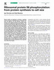 Research paper thumbnail of Ribosomal protein S6 phosphorylation: from protein synthesis to cell size