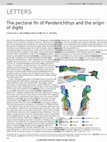 Research paper thumbnail of The pectoral fin of Panderichthys and the origin of digits