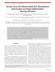 Research paper thumbnail of Simian virus 40 induces lamin A/C fluctuations and nuclear envelope deformation during cell entry