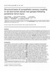 Research paper thumbnail of Structural basis of sympathetic-sensory coupling in rat and human dorsal root ganglia following peripheral nerve injury