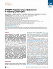 Research paper thumbnail of SHARPIN Regulates Uropod Detachment in Migrating Lymphocytes