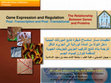 Research paper thumbnail of Transcription and Tranتنظيمات مسار بناء تتابع التركيب الجزيئي للجزيئات الحيوية المنظمة لتوازن كيمياء الجسمslation