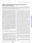 Research paper thumbnail of NHERF-1 Binds to Mrp2 and Regulates Hepatic Mrp2 Expression and Function