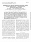 Research paper thumbnail of Identification of an emergent and atypical Pseudomonas viridiflava lineage causing bacteriosis in plants of agronomic importance in a Spanish region