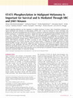 Research paper thumbnail of STAT5 phosphorylation in malignant melanoma is mediated through SRC and JAK-1 kinases and exerts anti-apoptotic effects