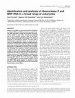 Research paper thumbnail of Identification and analysis of ribonuclease P and MRP RNA in a broad range of eukaryotes