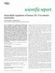 Research paper thumbnail of Intracellular regulation of human ClC-5 by adenine nucleotides