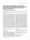 Research paper thumbnail of The Laterosensory Canal System in Epigean and Subterranean Ituglanis (Siluriformes: Trichomycteridae), With Comments About Troglomorphism and the Phylogeny of the Genus