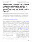 Research paper thumbnail of Melanocortin 1 Receptor (MC1R) Gene Sequence Variation and Melanism in the Gray (Sciurus carolinensis), Fox (Sciurus niger), and Red (Sciurus vulgaris) Squirrel