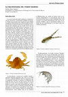 Research paper thumbnail of LA MACROFAUNA DEL FONDO MARINO