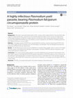 Research paper thumbnail of A highly infectious Plasmodium yoelii parasite, bearing Plasmodium falciparum circumsporozoite protein