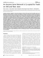 Research paper thumbnail of An ancient gene network is co-opted for teeth on old and new jaws