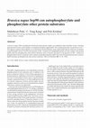 Research paper thumbnail of Brassica napus hsp90 can autophosphorylate and phosphorylate other protein substrates