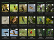 Research paper thumbnail of Miniguia de Aves