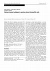 Research paper thumbnail of Calcium channel subtypes in porcine adrenal chromaffin cells