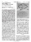 Research paper thumbnail of A zone of non-proliferating cells at a lineage restriction boundary in Drosophila