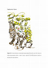 Research paper thumbnail of Structure of the nucleotide-binding subunit B of the energy producer A 1 A 0 ATP synthase in complex with adenosine diphosphate