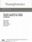 Research paper thumbnail of Dynamic association of calcium channel subunits at the cellular membrane