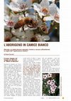 Research paper thumbnail of Miele di Manuka: l'aborigeno in camice bianco