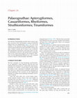 Research paper thumbnail of Palaeognathae: Apterygiformes, Casuariiformes, Rheiformes, Struthioniformes; Tinamiformes