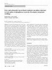 Research paper thumbnail of Ecto- and arbuscular mycorrhizal symbiosis can induce tolerance to toxic pulses of phosphorus in jarrah (Eucalyptus marginata) seedlings