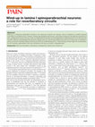 Research paper thumbnail of Wind-up in lamina I spinoparabrachial neurons: a role for reverberatory circuits