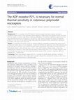 Research paper thumbnail of The ADP receptor P2Y1 is necessary for normal thermal sensitivity in cutaneous polymodal nociceptors