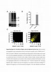 Research paper thumbnail of Cardiolipin Promotes Pore-Forming Activity of Alpha-Synuclein Oligomers in Mitochondrial Membranes