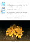 Research paper thumbnail of Action plan for the conservation of habitats and species associated with seamounts, underwater caves and canyons, aphotic hard beds and chemo-synthetic phenomena in the Mediterranean Sea (Dark Habitats action plan)