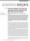 Research paper thumbnail of Femoral ontogeny in humans and great apes and its implications for their last common ancestor