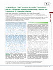 Research paper thumbnail of An Arabidopsis T-DNA insertion mutant for galactokinase (AtGALK, At3g06580) hyperaccumulates free galactose and is insensitive to exogenous galactose