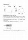 Research paper thumbnail of TM4SF5 Knockout Protects Mice From Diet-Induced Obesity Partly by Regulating Autophagy in Adipose Tissue