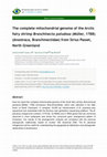 Research paper thumbnail of The complete mitochondrial genome of the Arctic fairy shrimp Branchinecta paludosa (Müller, 1788) (Anostraca, Branchinectidae) from Sirius Passet, North Greenland