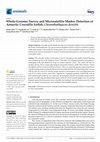 Research paper thumbnail of Whole-Genome Survey and Microsatellite Marker Detection of Antarctic Crocodile Icefish, Chionobathyscus dewitti