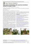 Research paper thumbnail of First report of Verticillium wilt caused byVerticillium dahliaeon mango in Israel