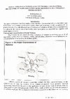 Research paper thumbnail of SOCIAL VIOLENCE AND EDUCATION IN NIGERIA A MANAGERIAL FRAMEWORK TO MAKE EDUCATION MORE RESPONSIVE IN A VIOLENCE-PRONE SOCIETY