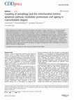 Research paper thumbnail of Coupling of autophagy and the mitochondrial intrinsic apoptosis pathway modulates proteostasis and ageing in Caenorhabditis elegans