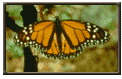 Monarch Butterfly