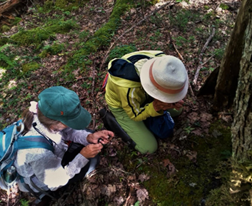 Surveying for pin lichens on Acer rubrum