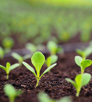 close-up of new sprouts growing