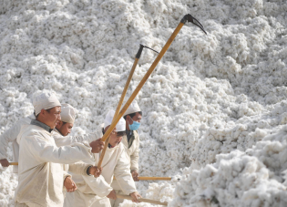 Cinco trabalhadores vestindo branco usam ancinhos grandes em uma grande pilha de algodão.