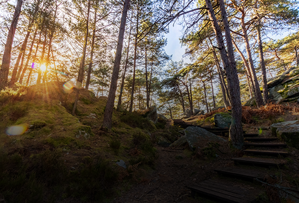 La fôret de Fontainebleau, un lieu d'exception à découvrir