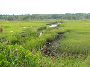 Salt marsh tidal creek in Westport near Cockeast Pond. Photo by Molly Weiner.