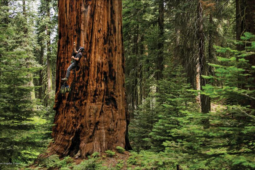 Anthony Ambrose climbs up a Sequoia tree after properly rigging it with a rope to conduct drought research in Sequoia National Park, Calif.