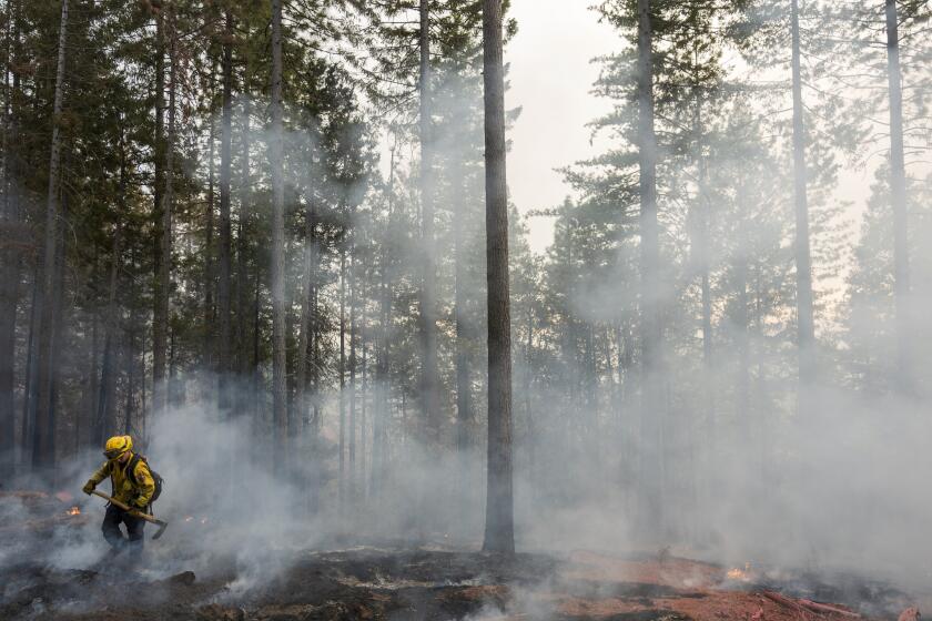 CalFire firefighter Nick Martinez puts out hot spots from the Park Fire near Forest Ranch, Calif., Saturday, July 27, 2024. (AP Photo/Nic Coury)