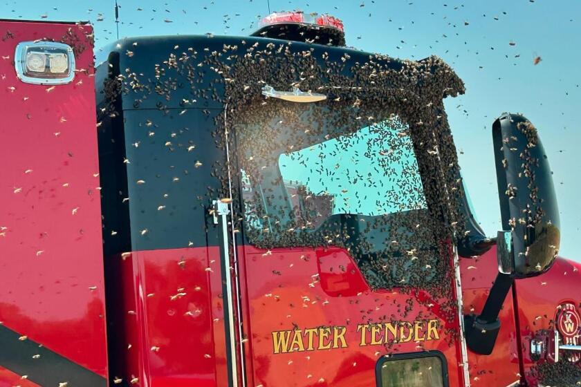 The Modesto fire department was met with an unusual challenge last week when they doused a fire: Bees swarmed firefighters in Stanislaus after they extinguished a fire that engulfed dozens of bee boxes.