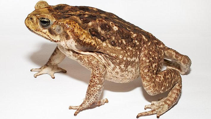 An orange-brown toad