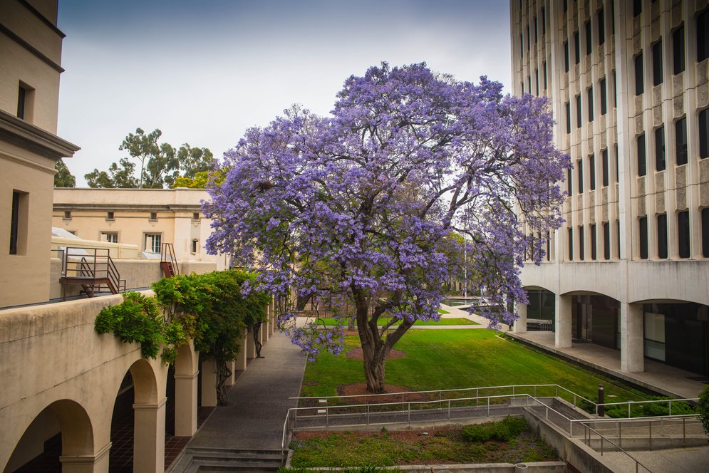 A jacaranda tree on campus