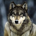 Go to the profile of Ulf Wolf