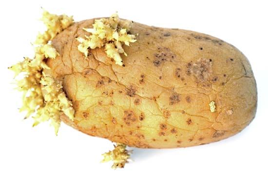 sprouted potato tuber